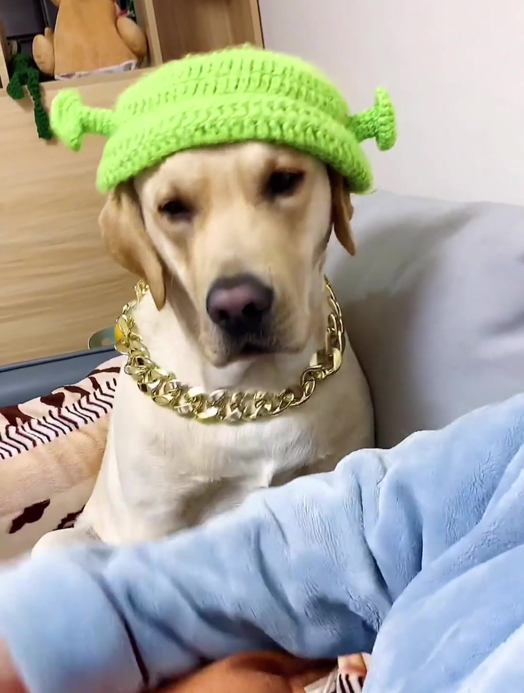 铲屎官天天玩手机狗子居然生气了