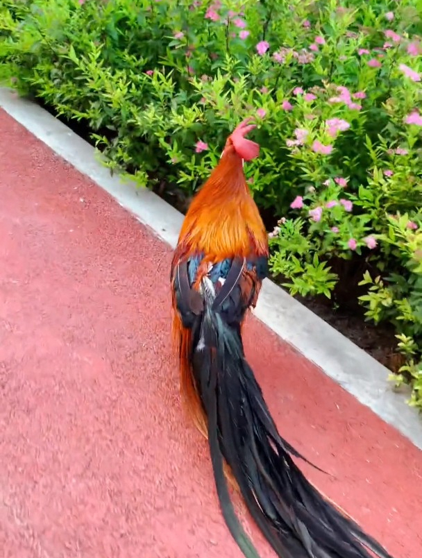 一袭"长裙"步伐优雅的长尾鸡,光尾巴就有3米多!-度小视