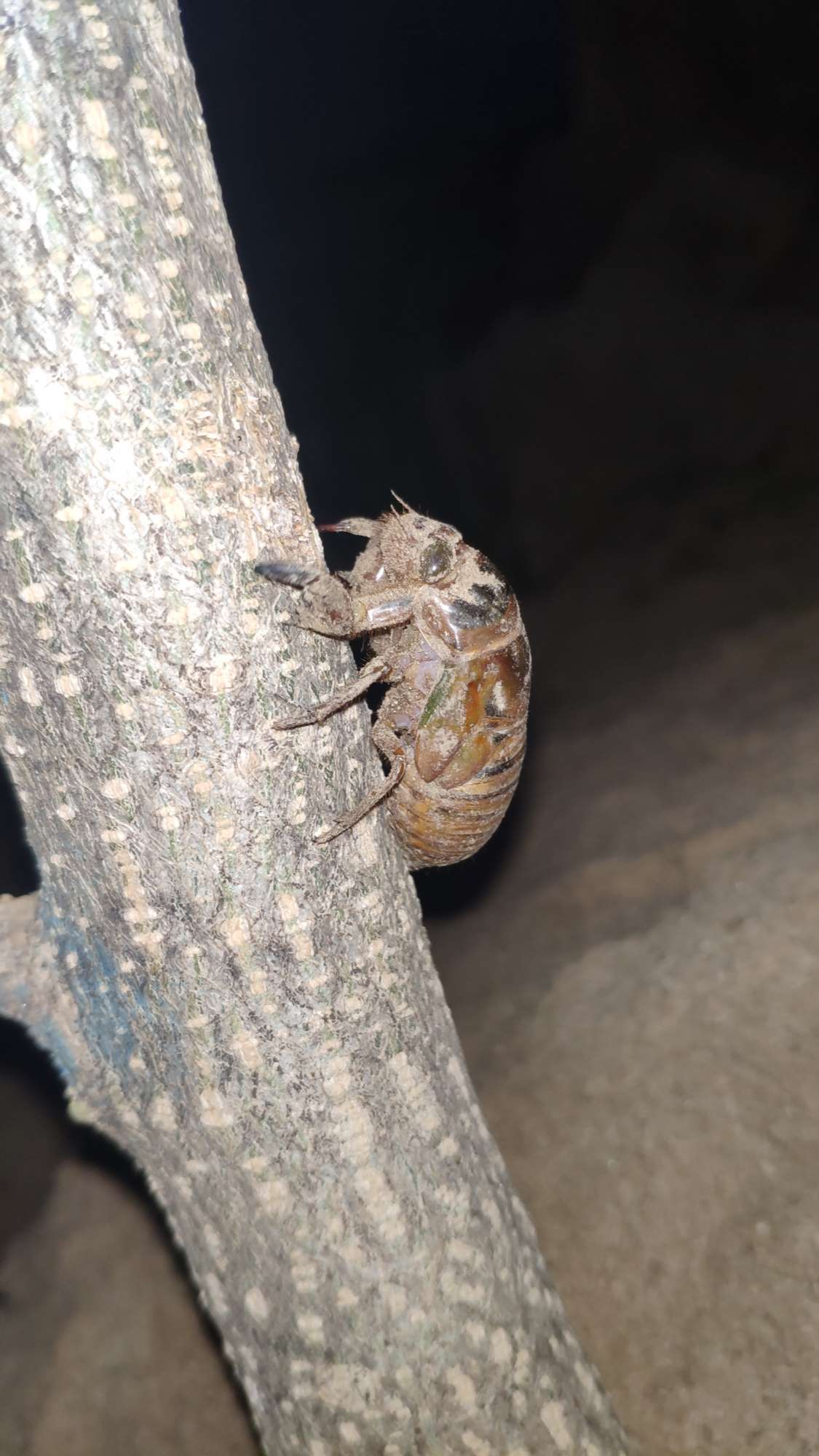 金蝉(知了猴)破土而出全过程!匠心实拍,一同等待它的华丽变身