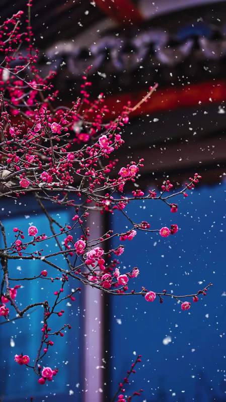 梅花愛雪雪不知,開在雪中做情痴-度小視