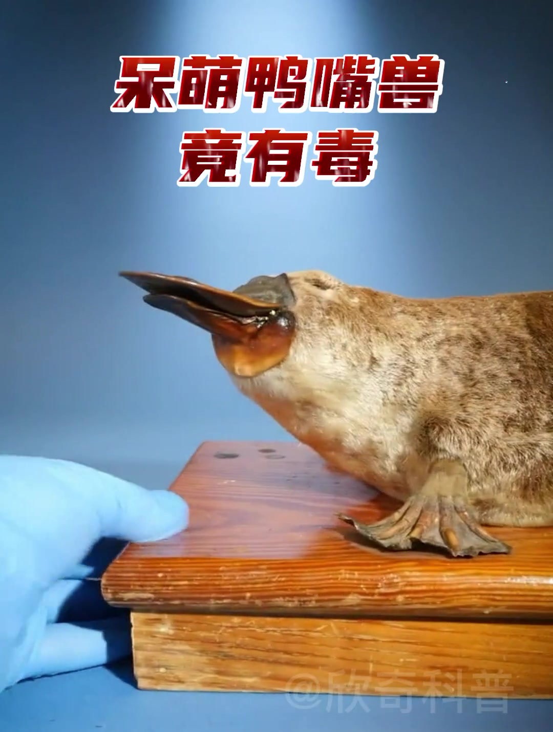 呆萌鸭嘴兽竟有毒