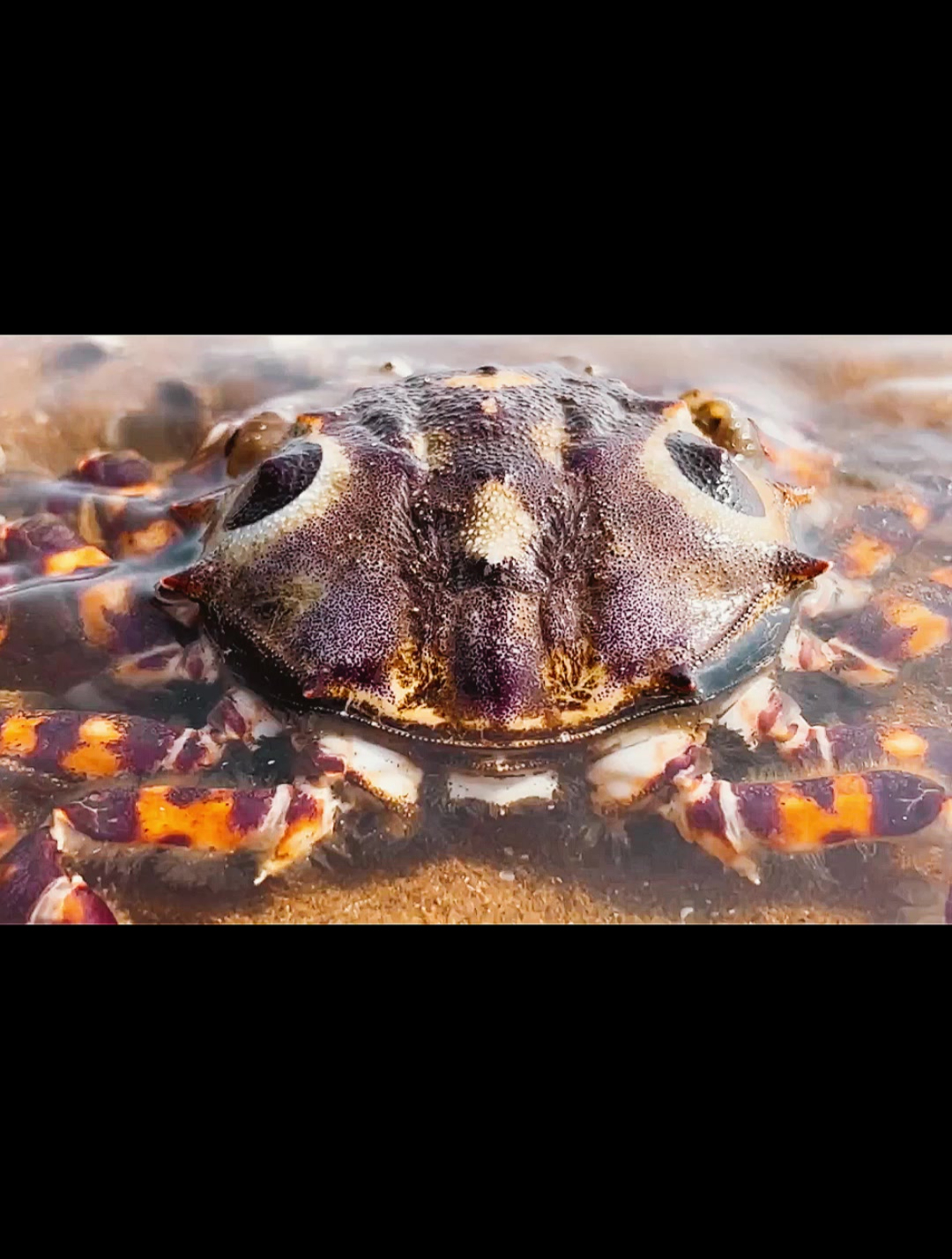 赶海:还有这只马面蟹,卧沙的技术跟豆浆有一拼!