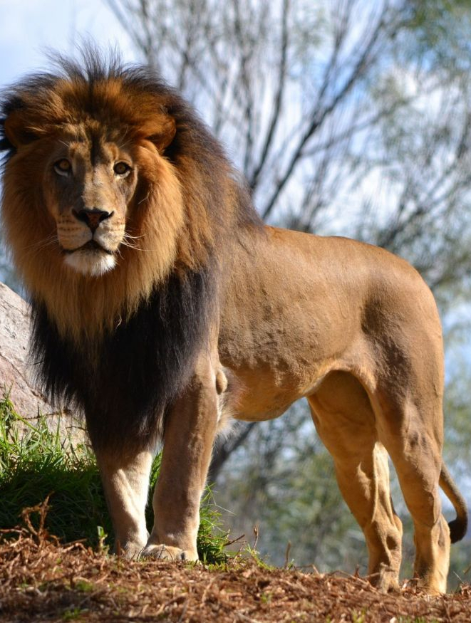 被野牛顶破肚子的雄狮还能活多久2-度小视