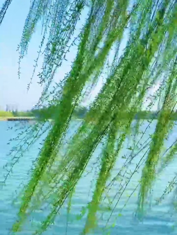 桃李风前多妩媚,杨柳更温柔.杨柳垂柳,你喜欢吗?