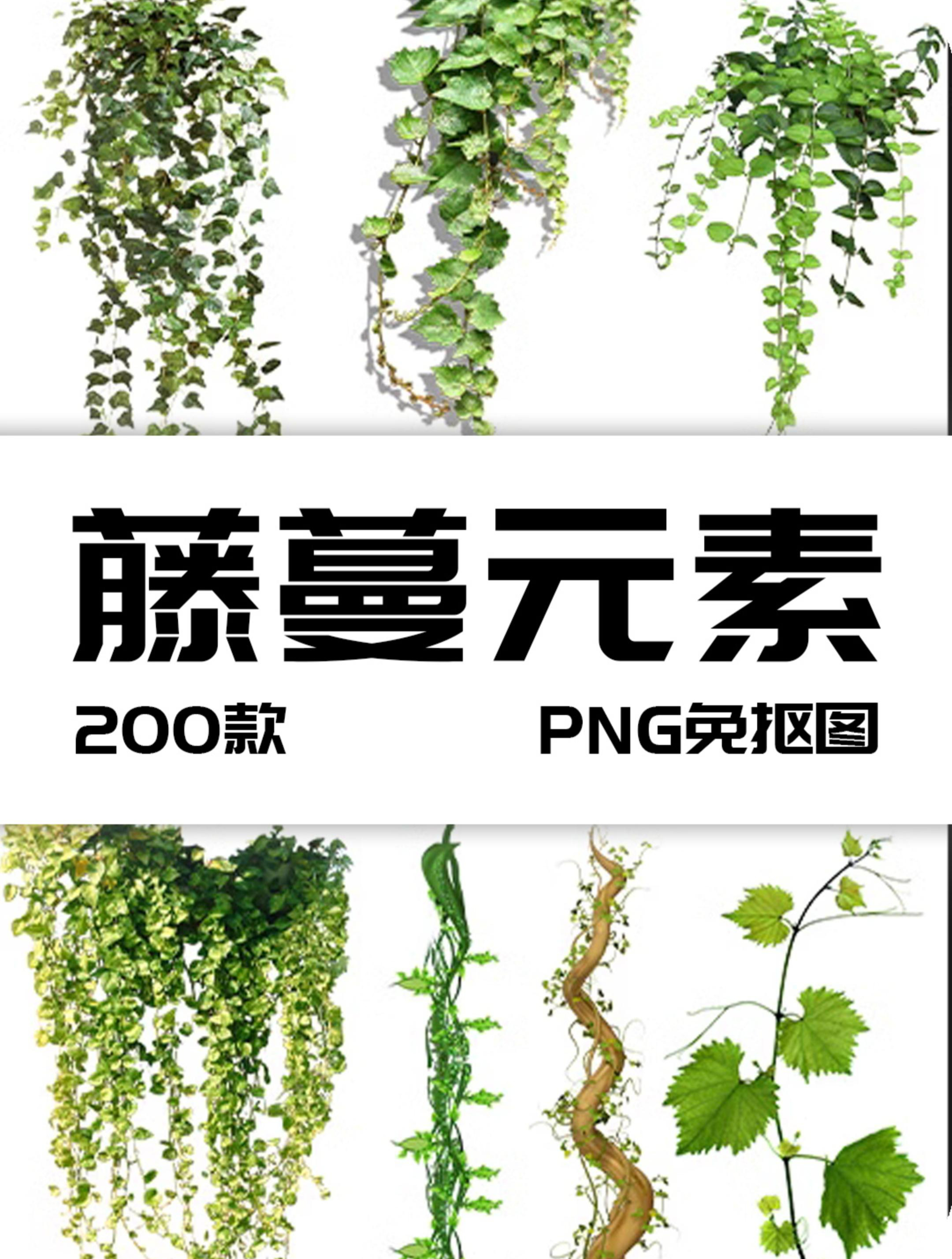 春天绿色树藤青藤蔓树叶花藤枯枝条装饰元素透明背景png免抠素材