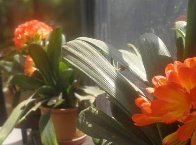 杨幂家的房子,拿整个院子给老爸种菜养花,堪称娱乐圈一股清流