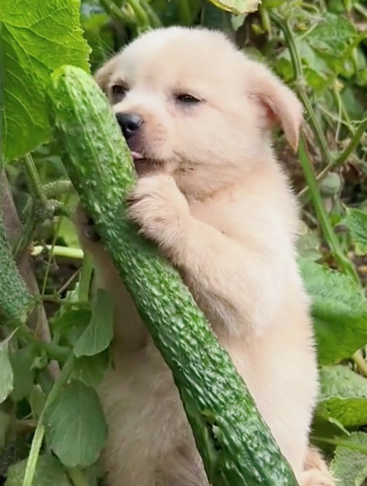 狗狗顶风作案,大口啃黄瓜嘎嘣脆