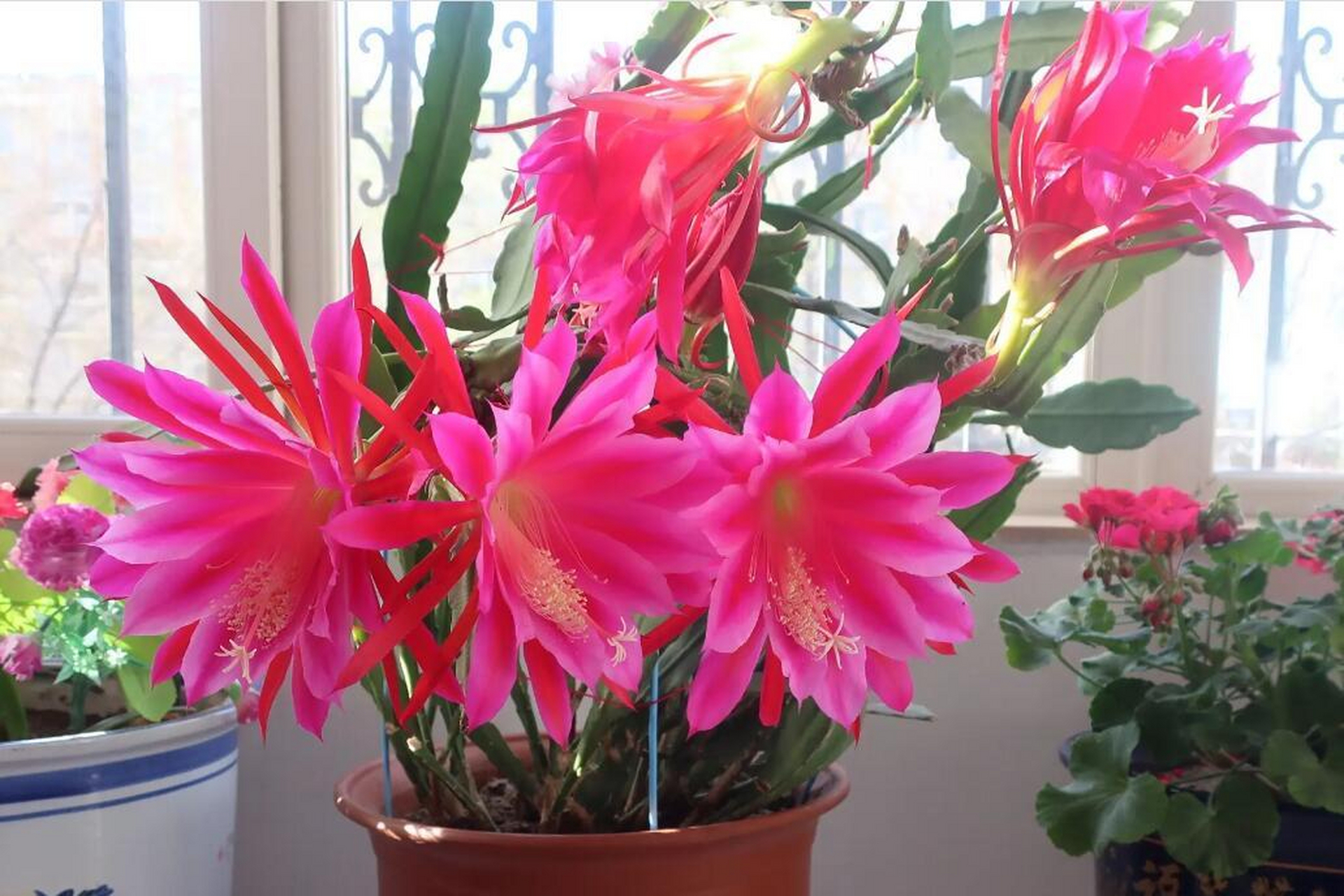 养殖荷花令箭需要选择通透,疏松,排水良好的砂质土壤,充足阳光,适宜的