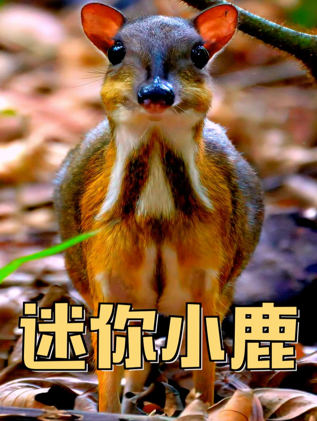 可爱迷你的四不像-小鼷鹿 它头像老鼠身像兔 遇到天敌只会狂跑路