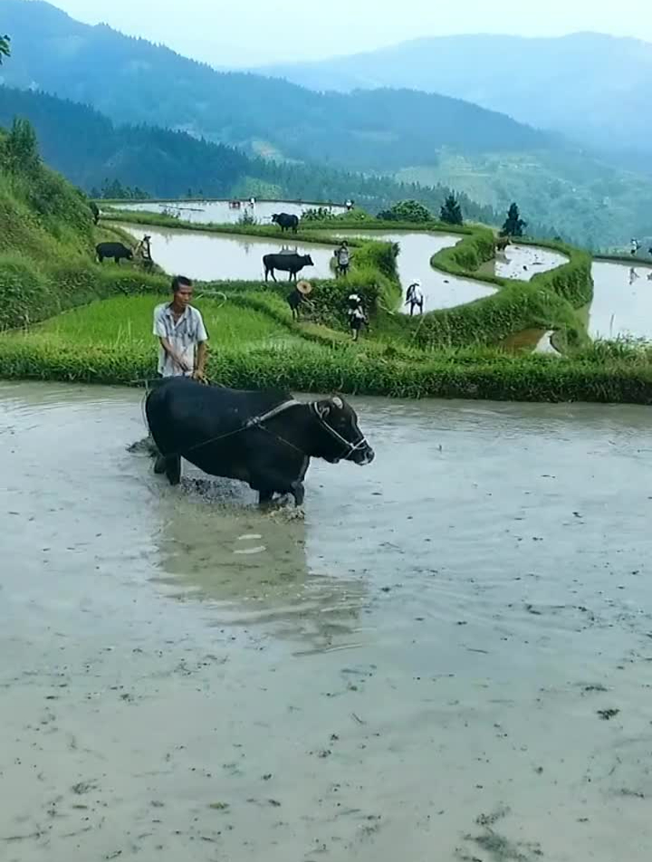 牛拉田图片大全图片