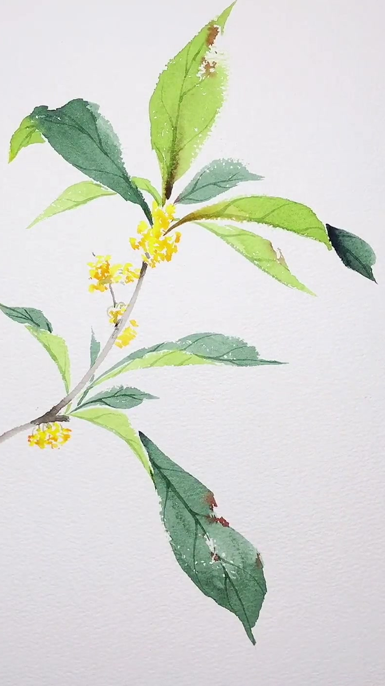 桂花水彩手绘过程,你学会了吗-度小视