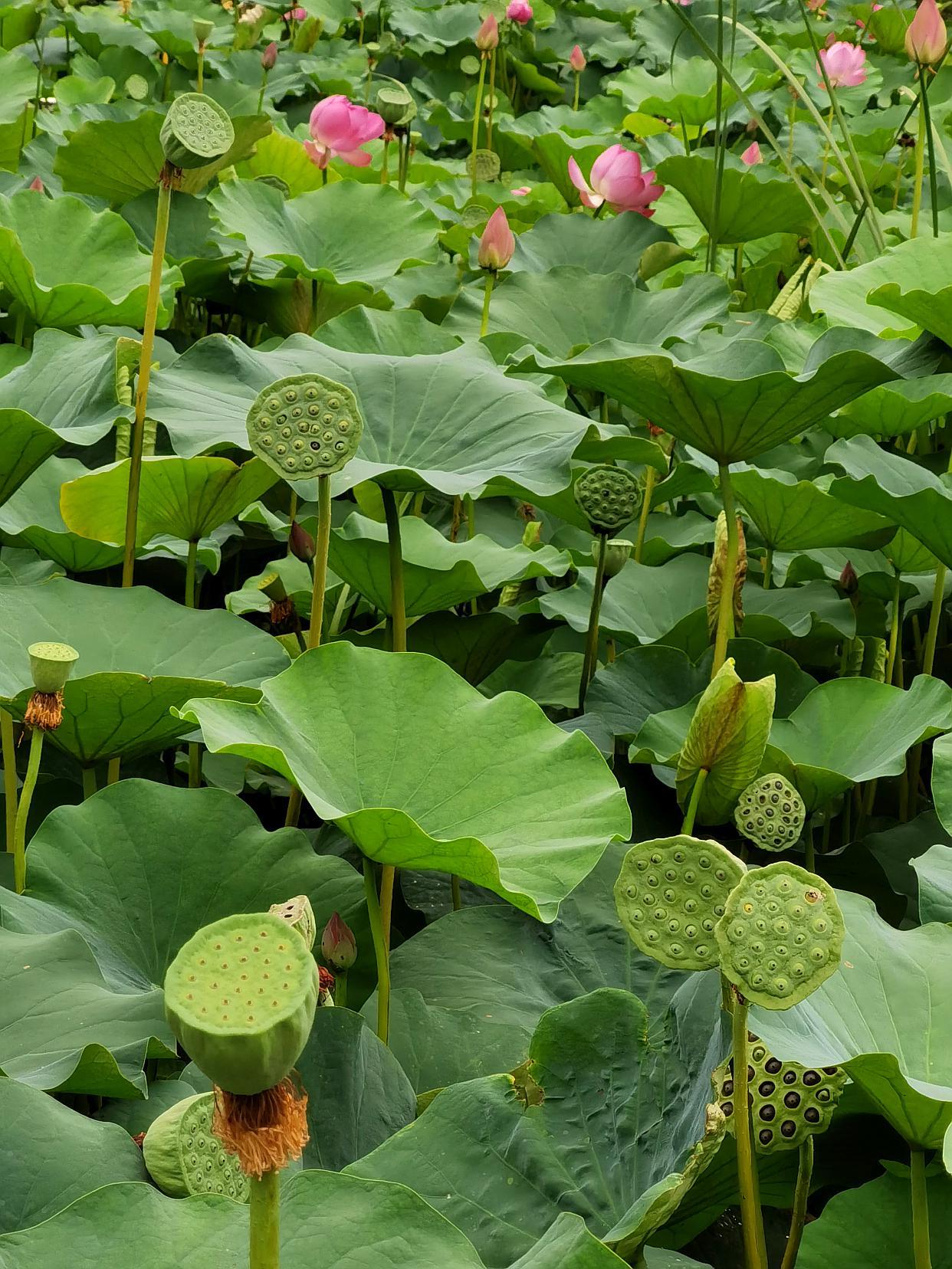 盛夏七月中,莲蓬已然初长成