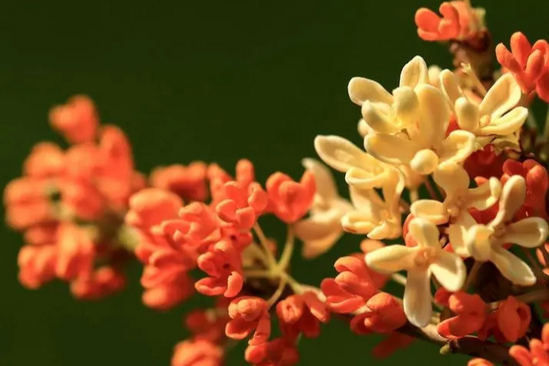 八月桂花盛开,花香四溢,象征着秋天的丰收和美好.