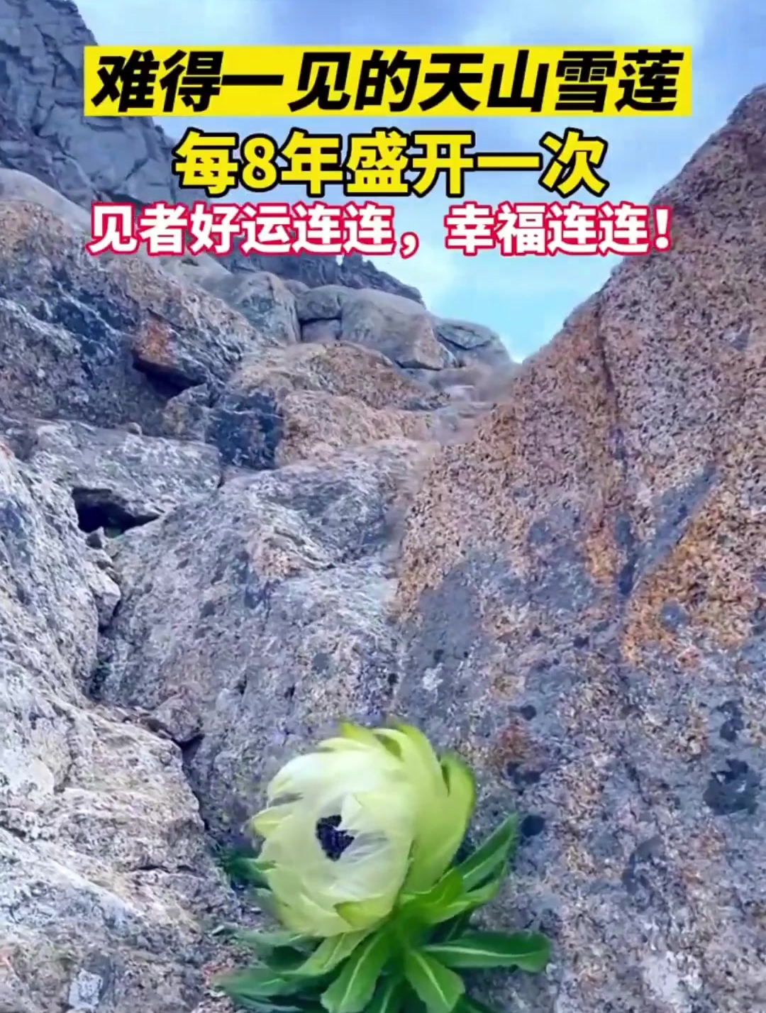 难得一见的天山雪莲!每八年才盛开一次,见者好运连连