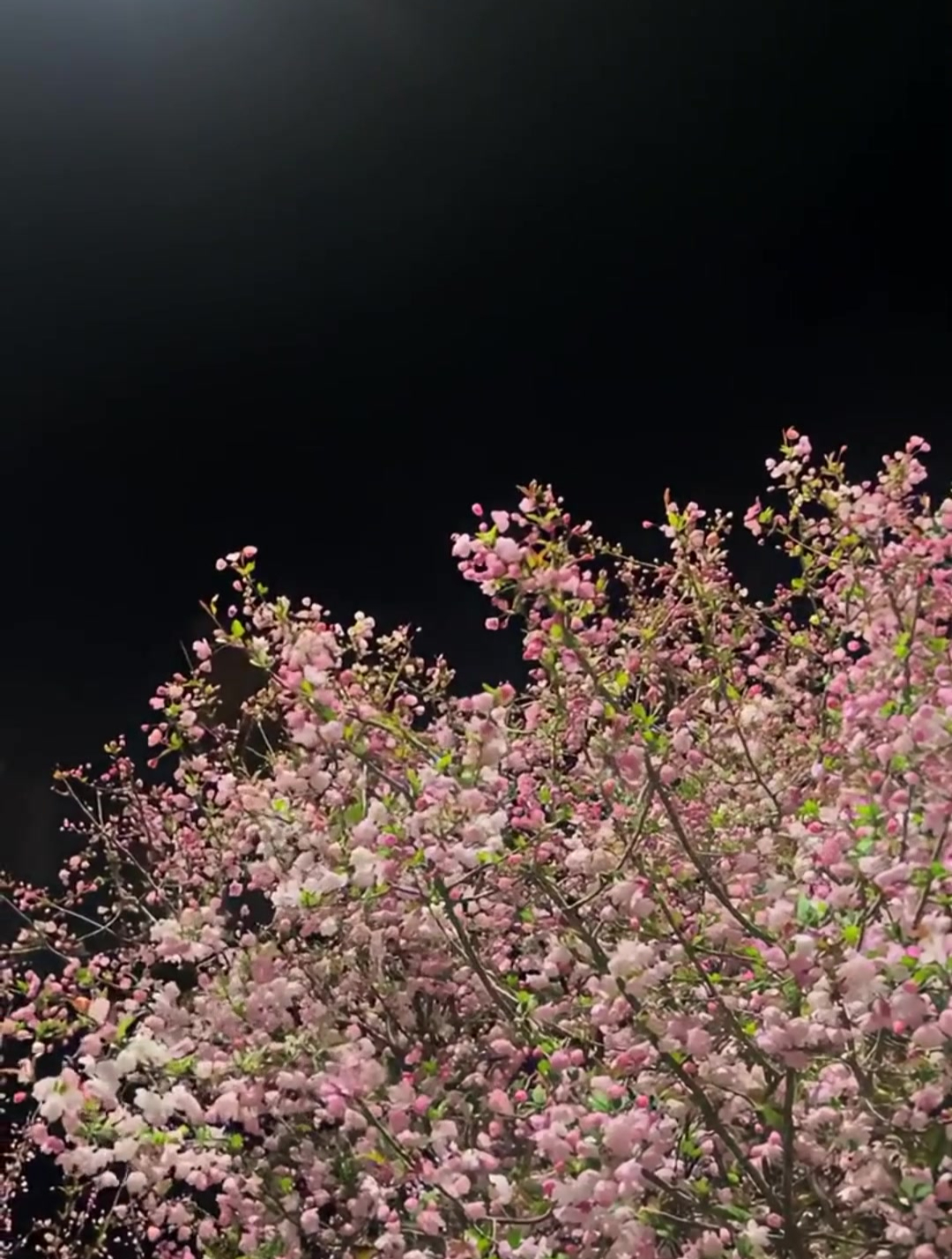 夜晚海棠花的图片图片