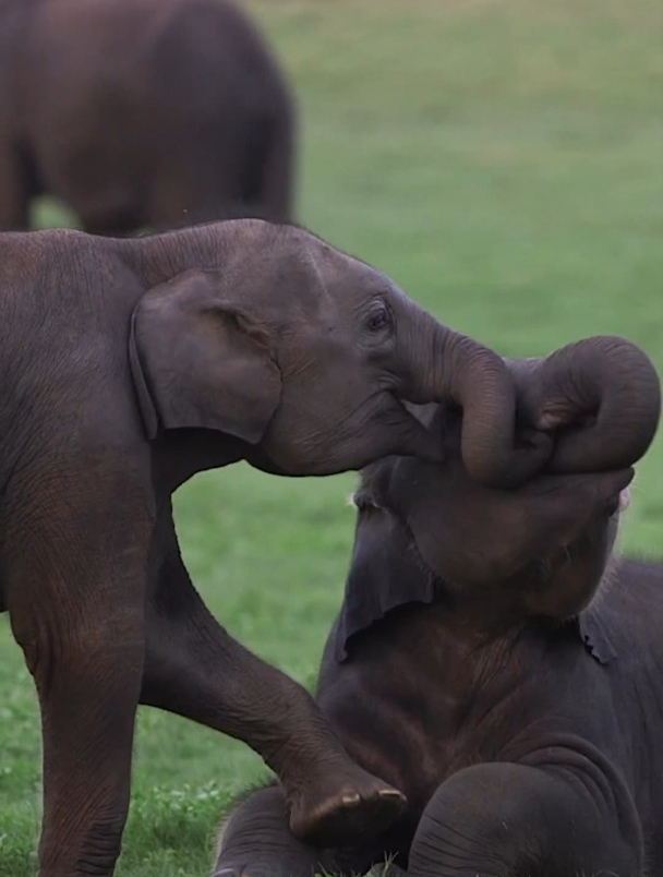 两只小象崽在草地上愉快地玩耍,也太可爱了吧!