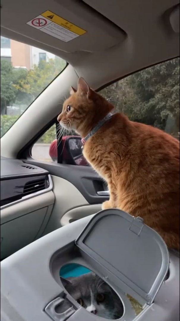 小橘猫在车上玩耍
