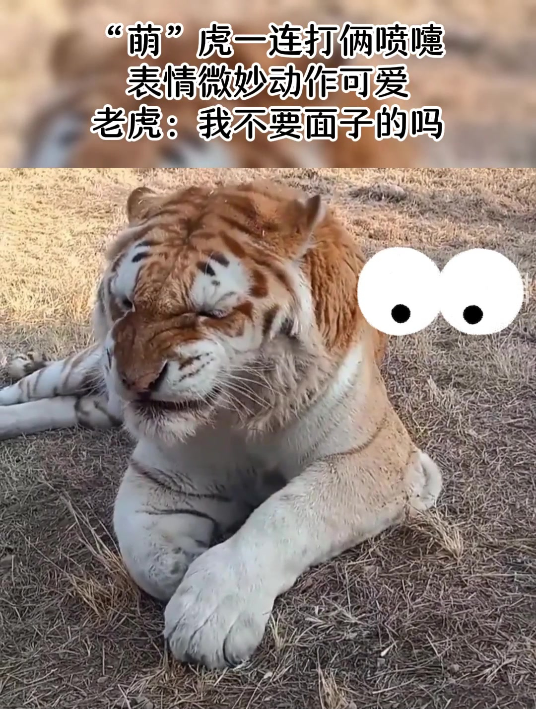 "萌"虎一连打俩喷嚏,表情微妙动作可爱,老虎:我不要面子的吗