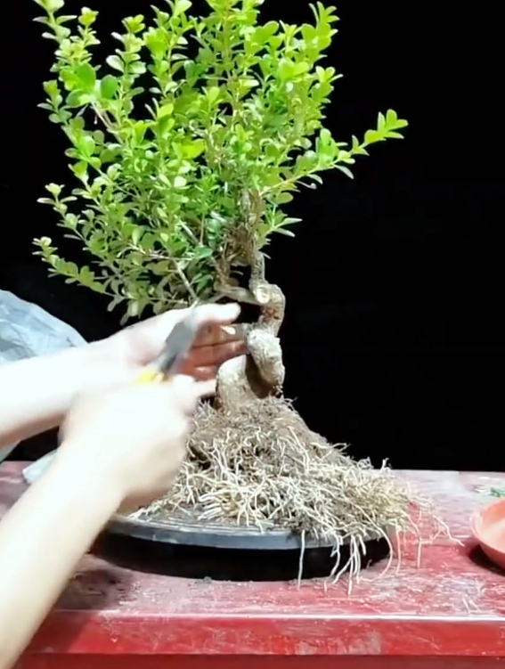 黄杨素材的平行枝条该如何取舍,看我如何下狠手修剪操作!