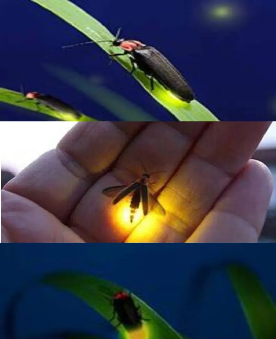 带着家人朋友去看漫天飞舞的萤火虫吧