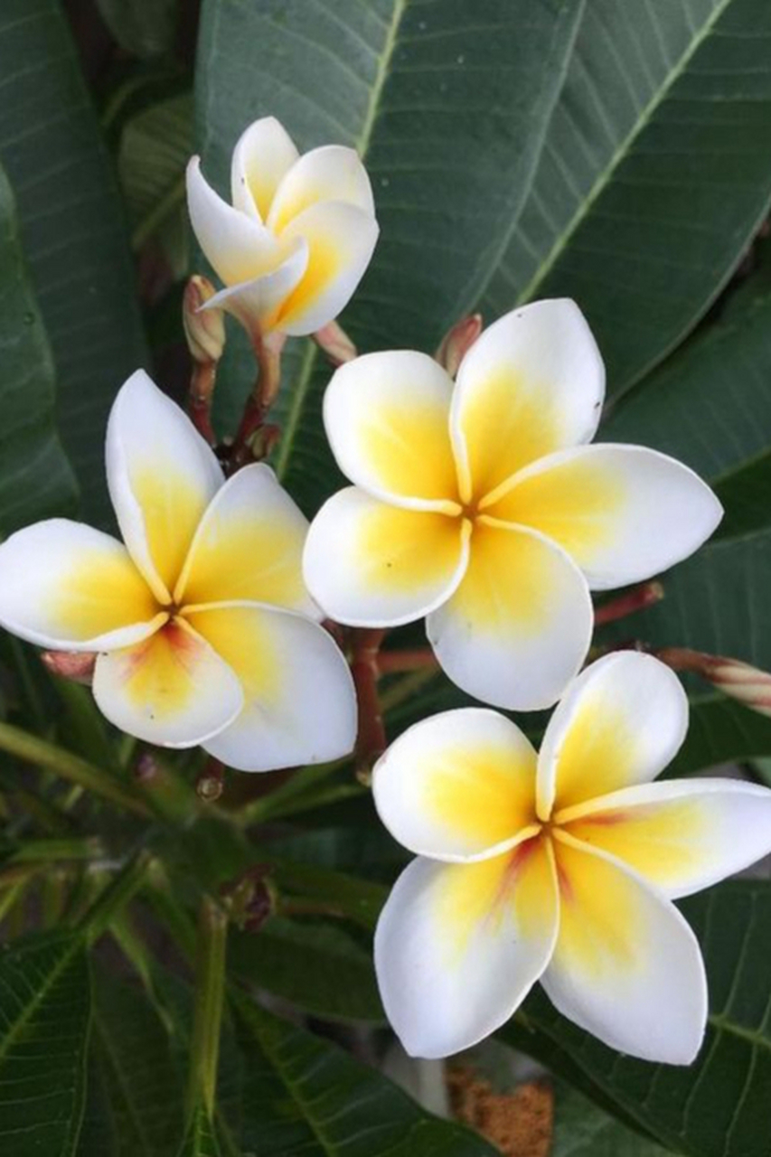 鸡蛋花,颜色确实像鸡蛋