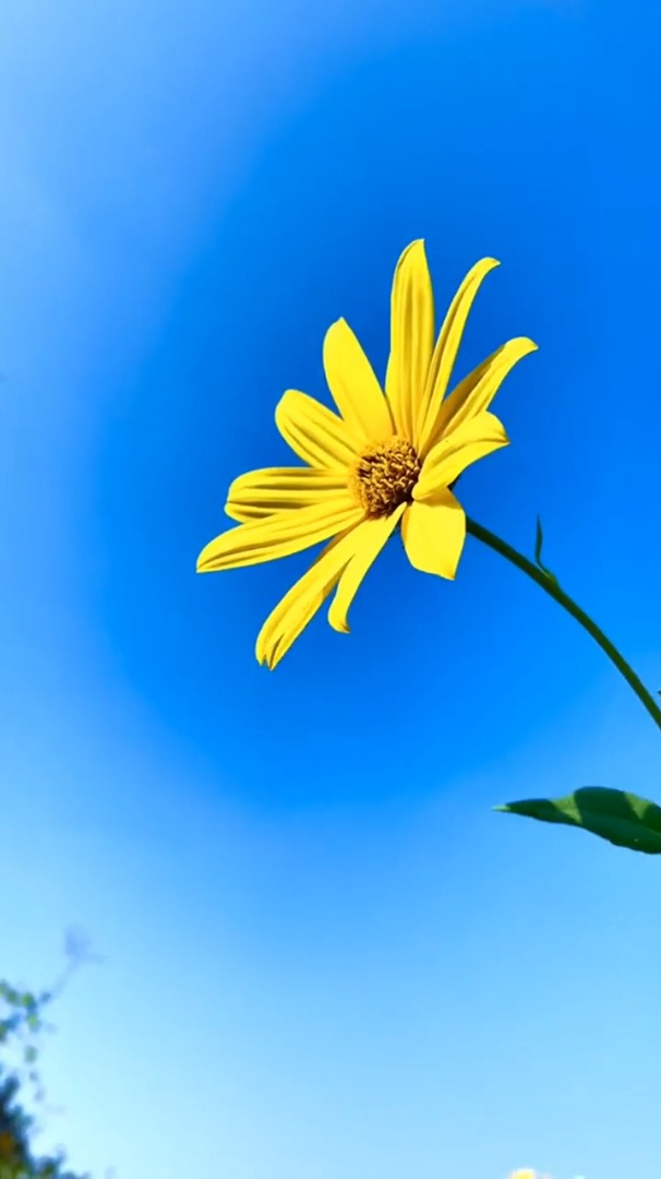 欣赏治愈风景:生命是一朵花,静静的开,悄悄的落