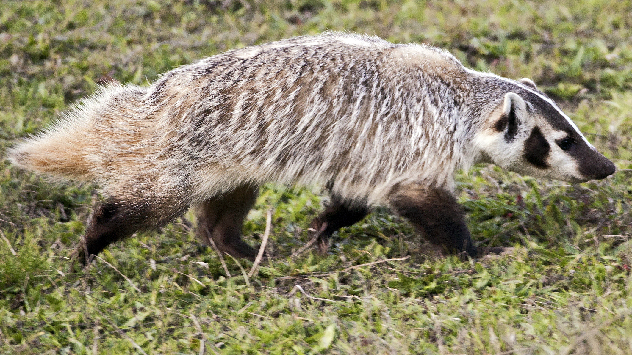 你知道美洲獾吗?你了解多少美洲獾知识呢