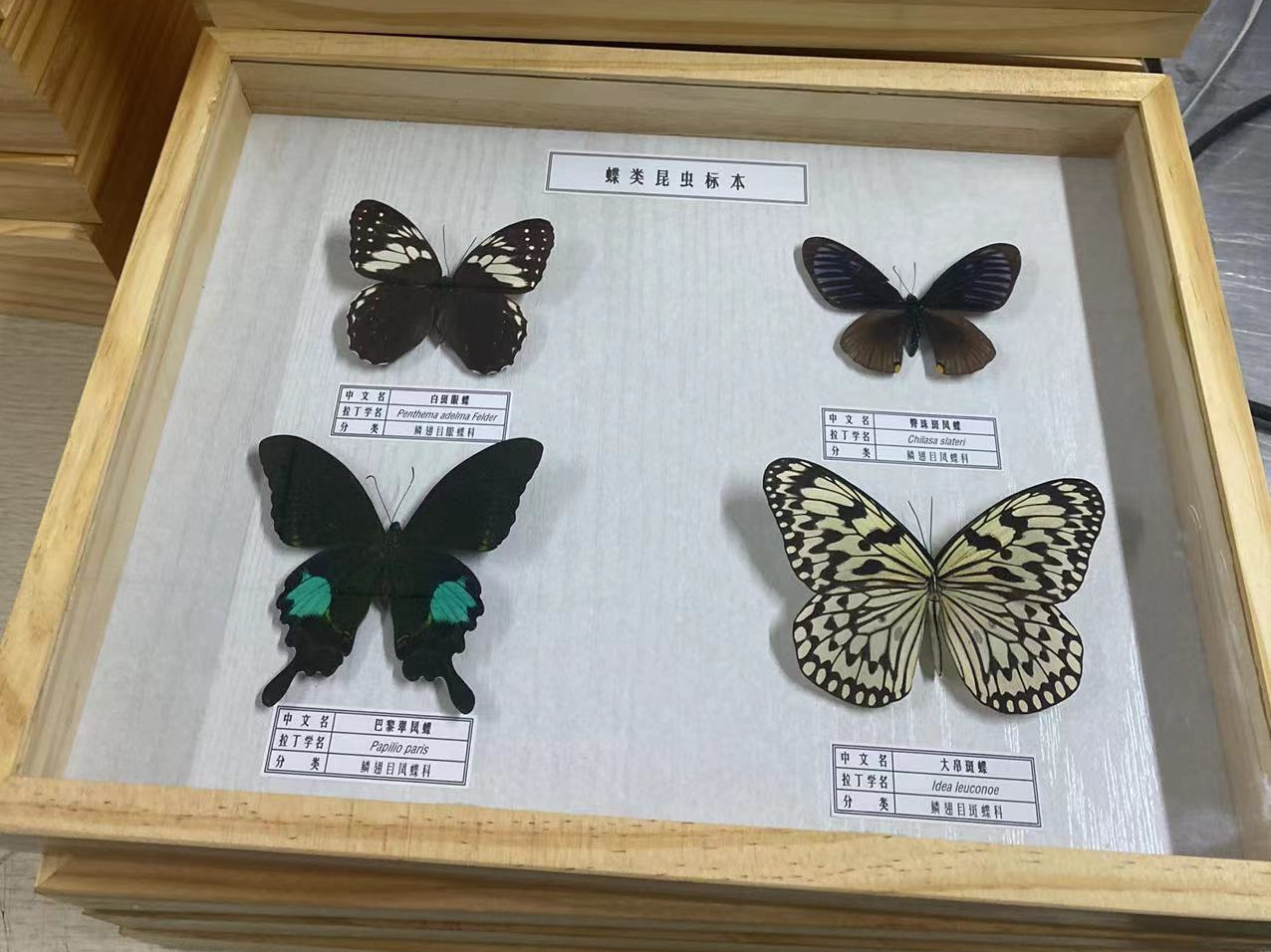 怎么采集种子植物标本?生物标本厂家和您聊聊