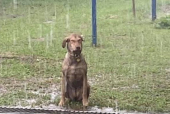 狗子苦脸呆坐淋雨思狗生:让我一只狗静静!