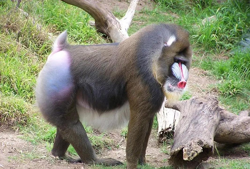 俗话说宁遇豺狼不碰山魈山魈是什么为什么让人忌惮呢