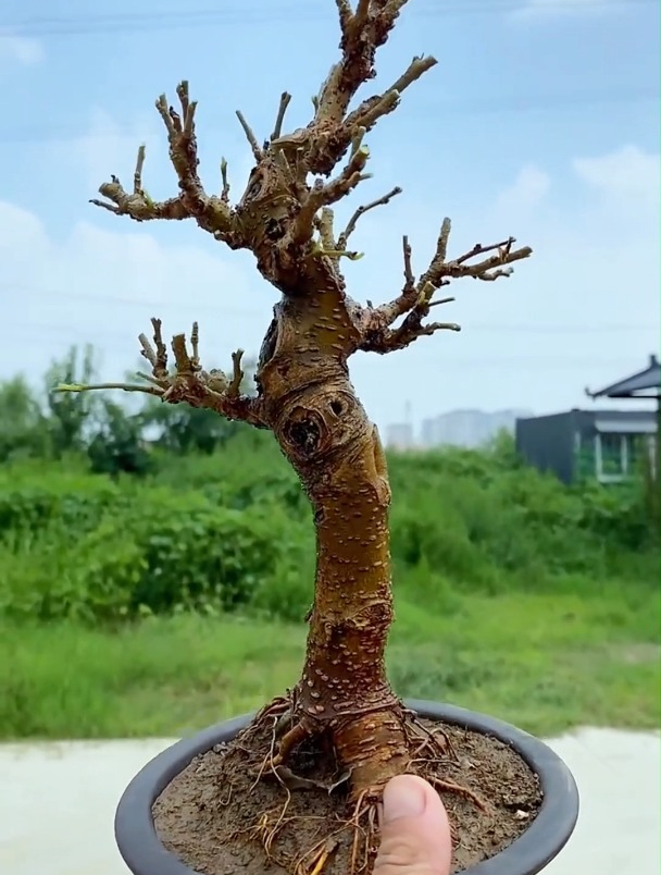 台湾四季果桑,一年四季开花结果可以吃!看我修剪造型一番更美