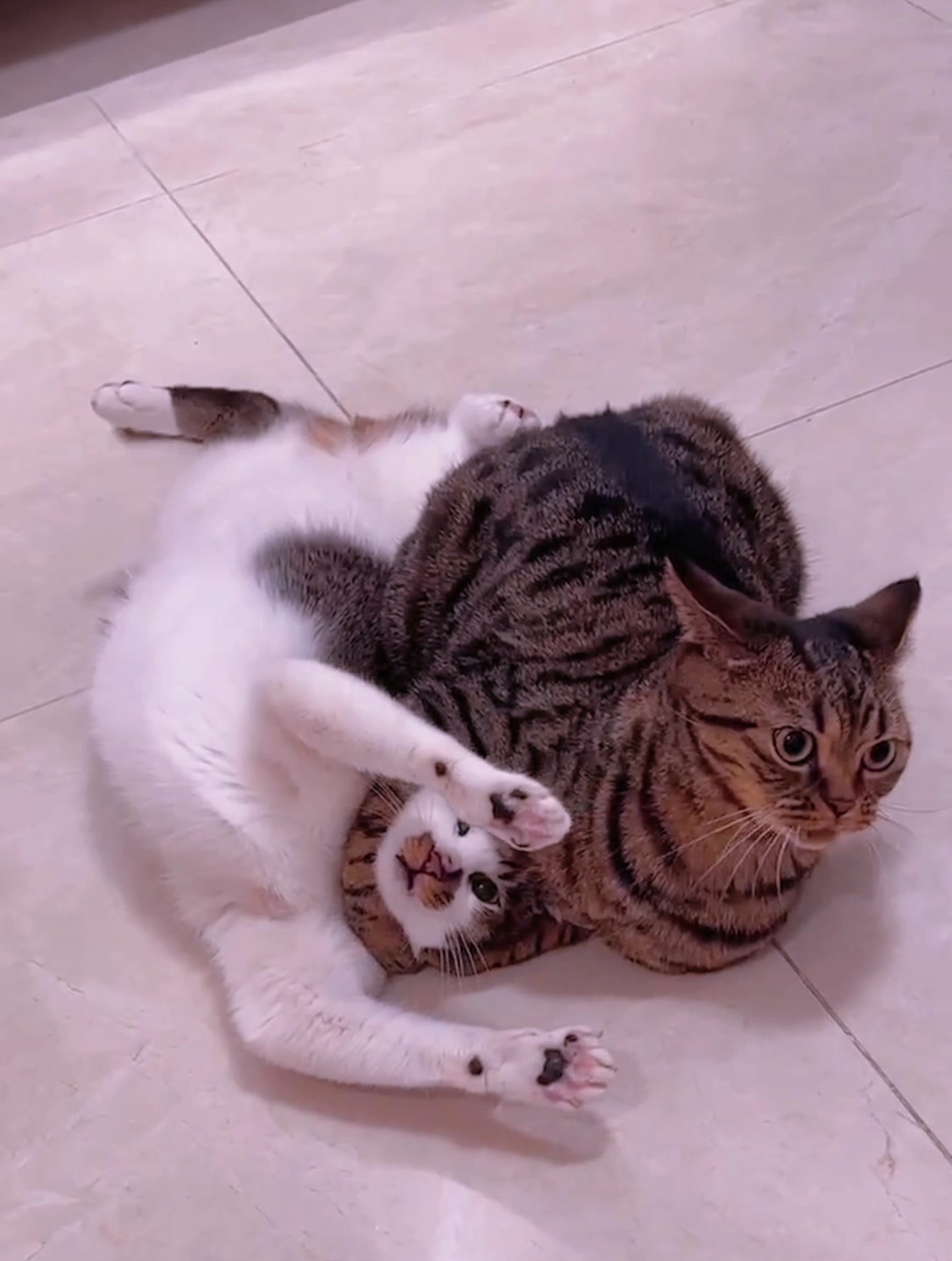 猫猫被锁喉:没看到我都投降了吗,你个老比登怎么还搁那拍呢