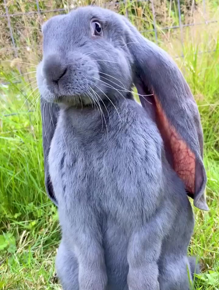 巨兔佛兰德 佛兰德大兔子