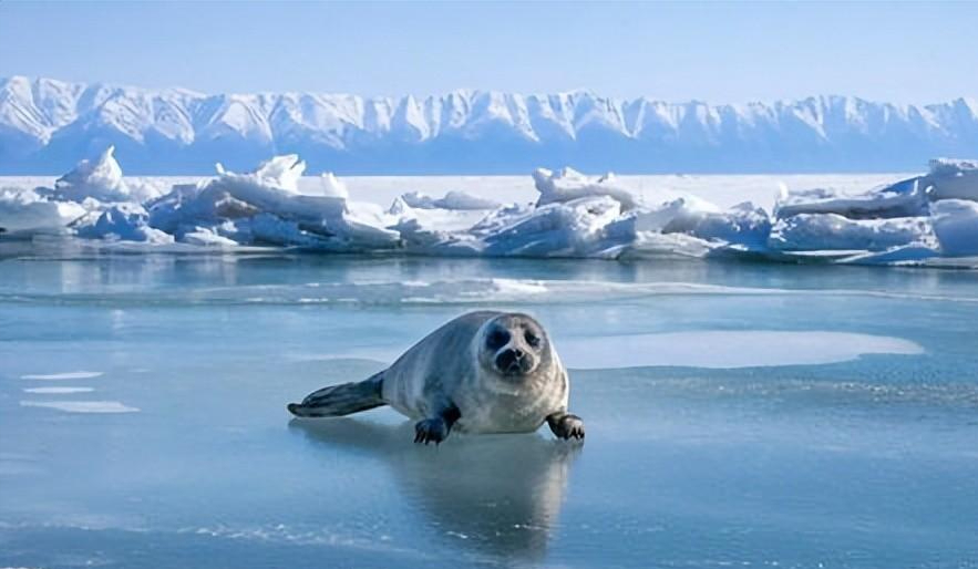 俄罗斯贝加尔湖底,沉睡着20多万具冰冷尸骨,他们生前究竟是谁?