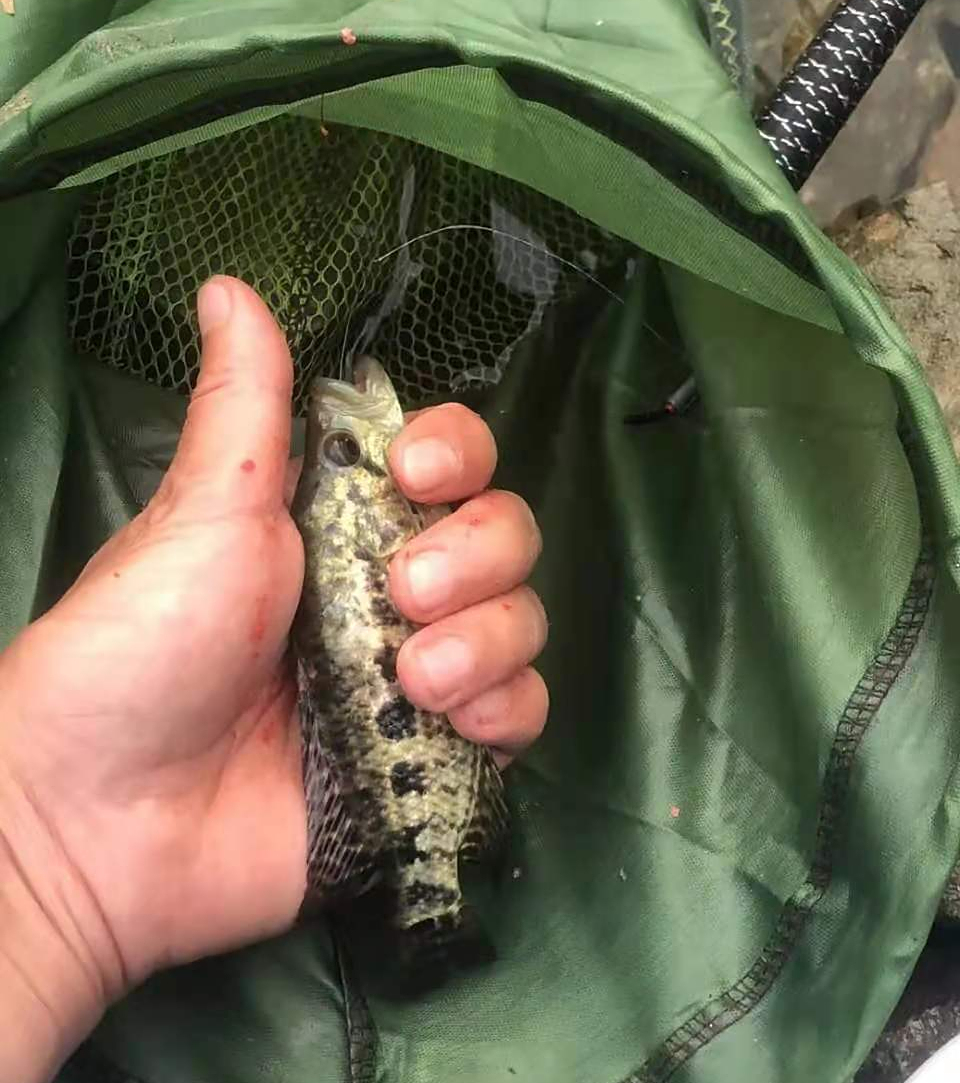 福建一男子钓上"花老虎",怕惹麻烦给扔了,网友:亏大了