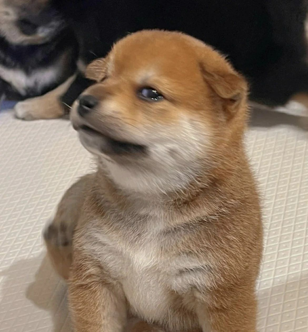 瞪人的狗狗是要抓去挖煤的哟.[坏笑]#我家萌宠成精了# 萌宠