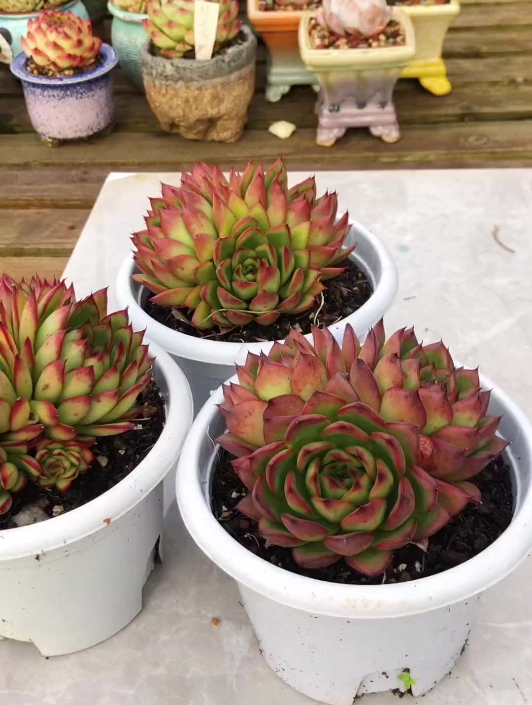 挑战360天每天种一颗多肉品种不重复,多肉品种:相府莲-度小视