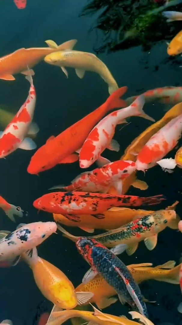 606_1080竖版 竖屏