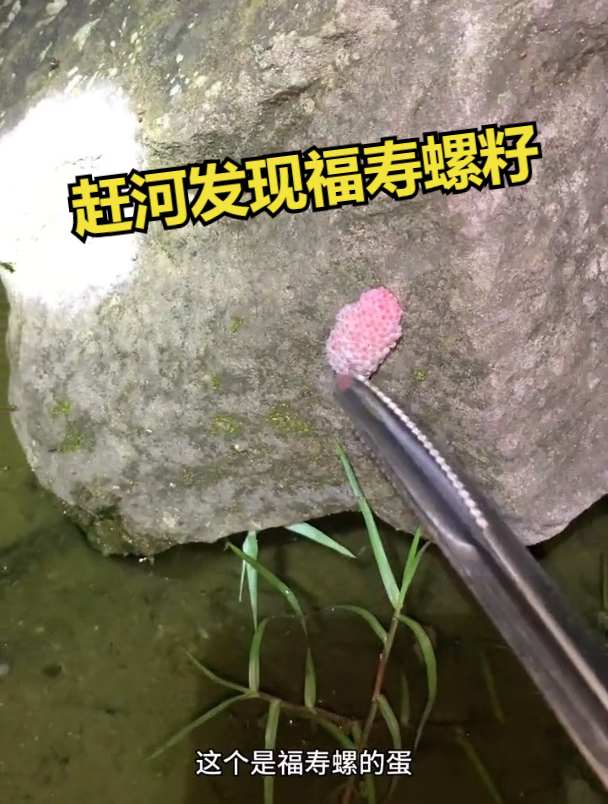 赶河发现福寿螺籽