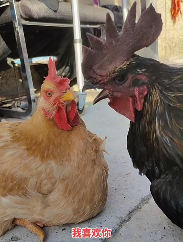 这只大公鸡也太搞笑了