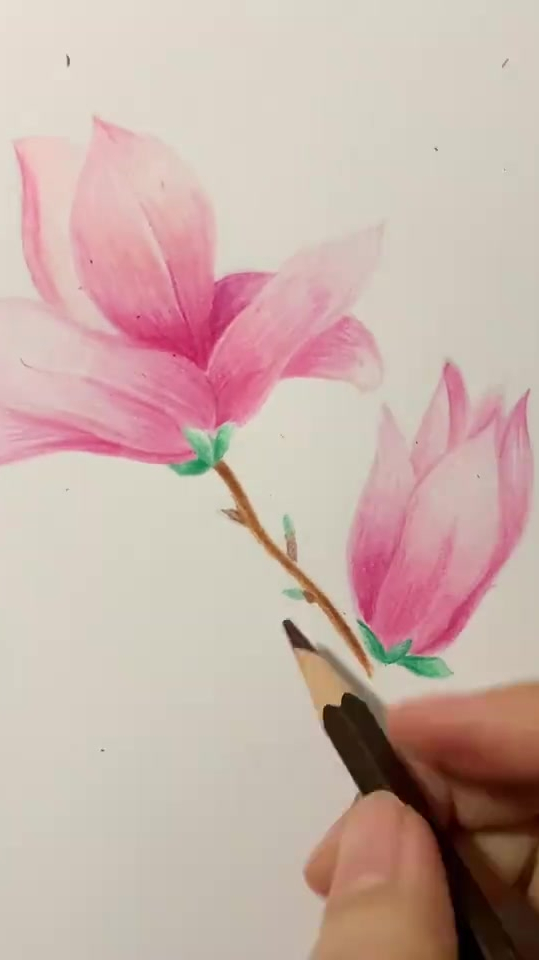 彩铅画好看又简单的木兰花