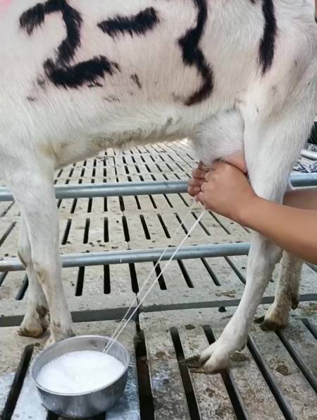 女人人工挤羊奶图片