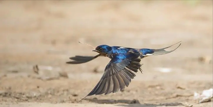 一到初春,人们就知道——燕子回来了,春天也随之而至了!