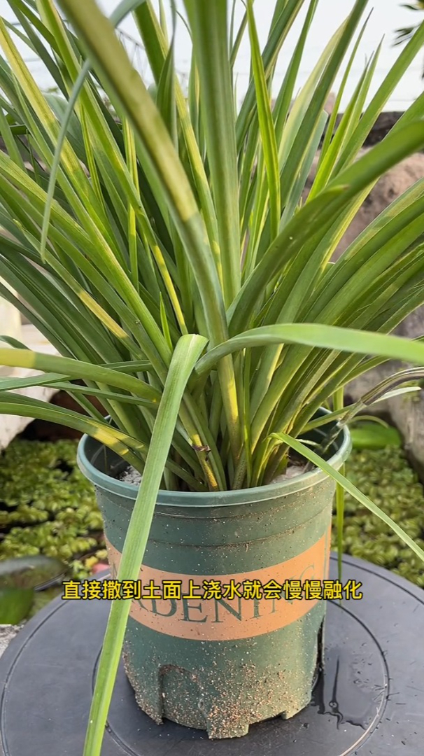 晚香玉一直只长叶子不开花一包骨粉可以让它在一个月内开花