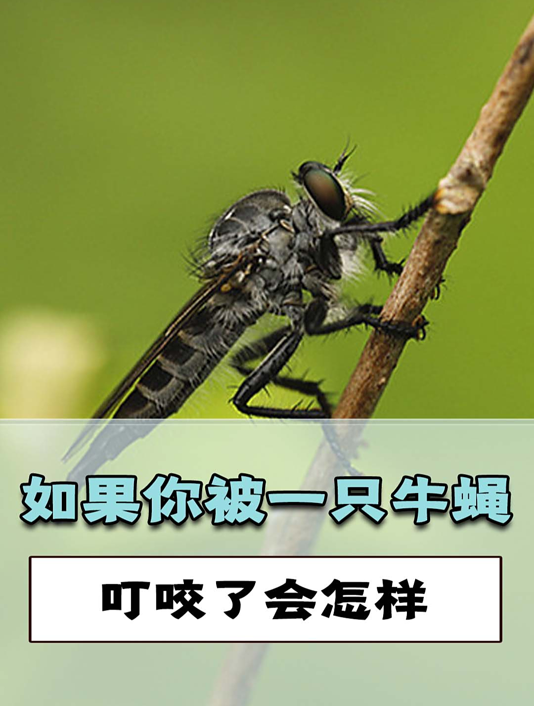 牛蝇是什么?如果被它叮咬了会怎样?