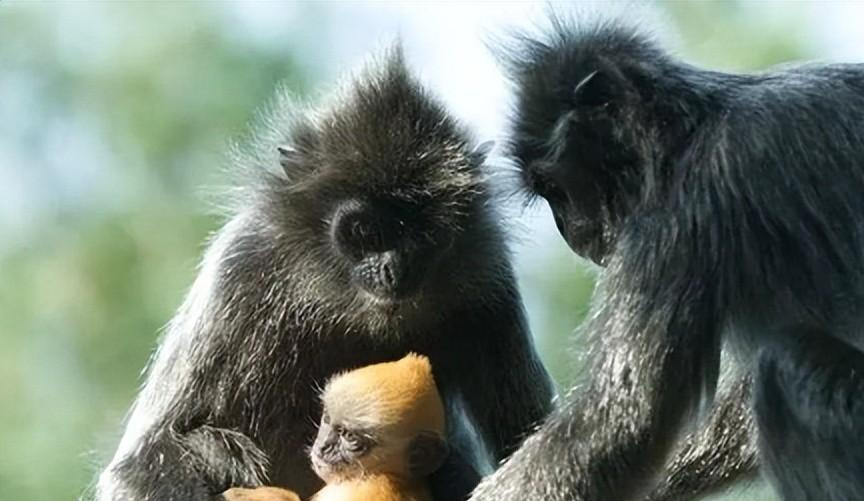 生殖隔离被打破?回顾"神秘杂交猴"现身婆罗洲,竟是人类造的"孽"