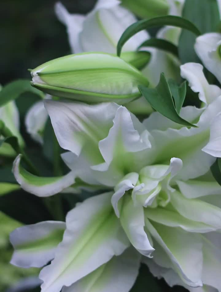 "原创绿百合粉丝福利,这次没有手噢!-度小视