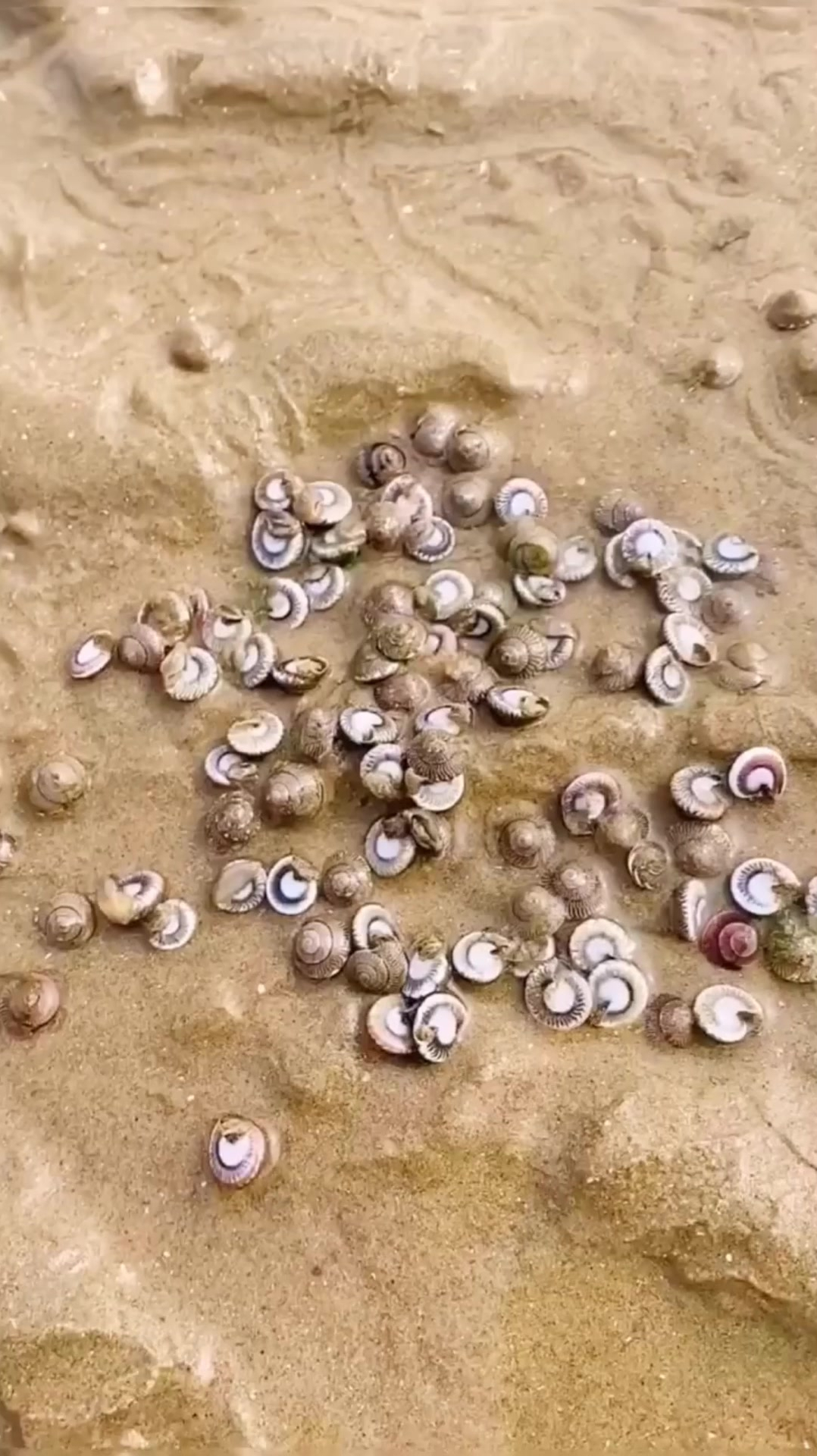 海边常见的螺图片