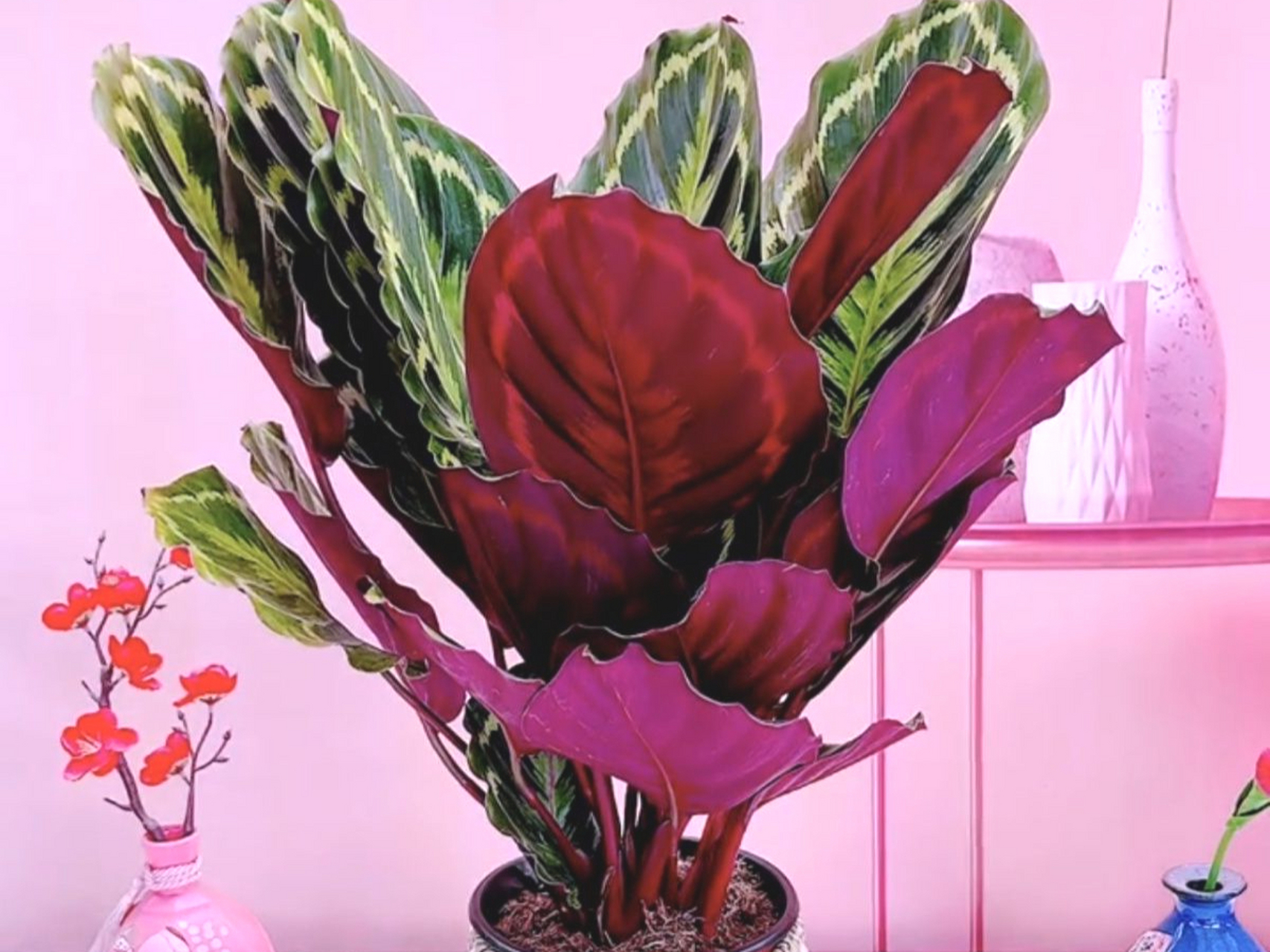 1.彩虹肖竹芋需要温暖湿润环境,保持空气湿度高,避免阳光直射, 2.定期