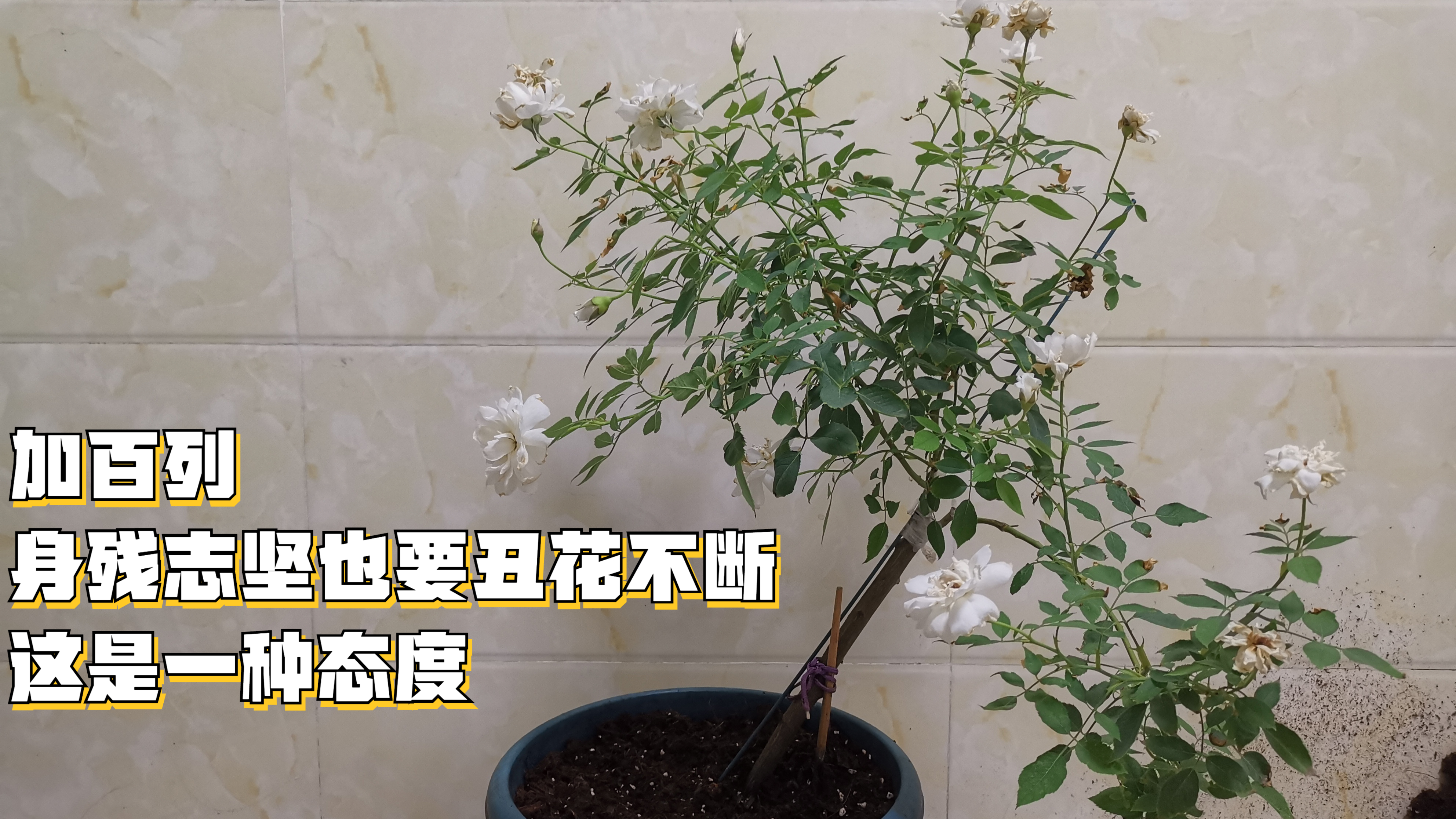 [图]拄着拐、缠着绷带依然丑花不断的加百列